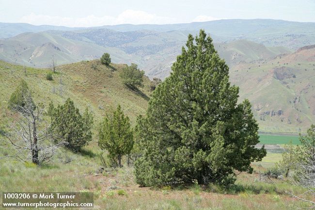 Juniperus occidentalis