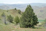 Western Juniper