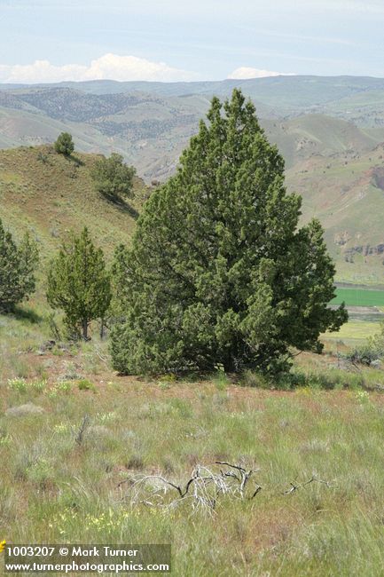 Juniperus occidentalis