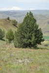 Western Juniper