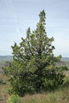 Western Juniper