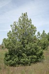 Western Juniper