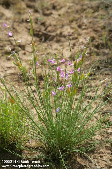 Astragalus reventus