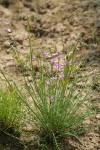 Blue Mountain Milkvetch