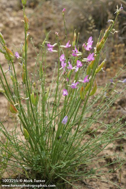 Astragalus reventus