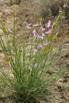 Blue Mountain Milkvetch