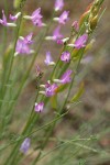 Blue Mountain Milkvetch blossoms & immature seedpods