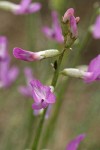 Blue Mountain Milkvetch blossoms detail