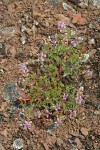 John Day Milkvetch