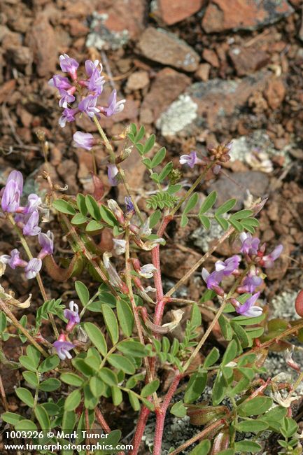 Astragalus diaphanus