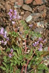 John Day Milkvetch