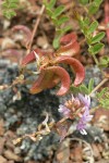 John Day Milkvetch immature pods detail