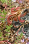 John Day Milkvetch immature pods detail