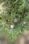 Western Juniper foliage & fruit