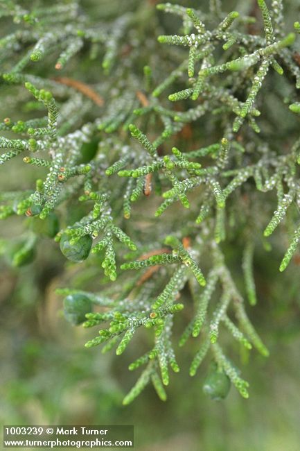 Juniperus occidentalis