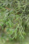 Western Juniper foliage & immature fruit