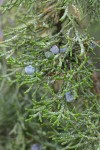 Western Juniper foliage & fruit