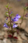 Narrowleaf Skullcap