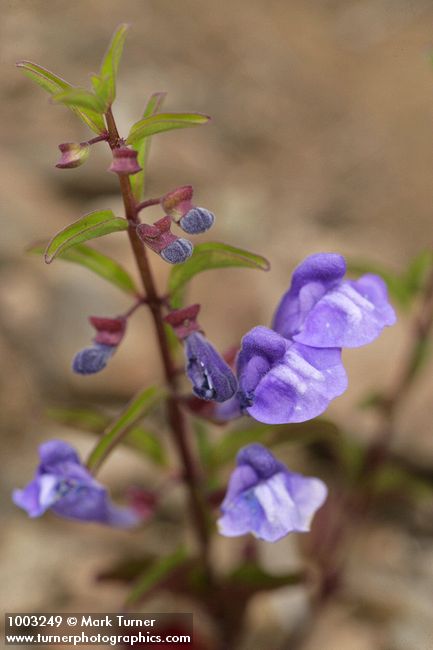 Scutellaria angustifolia