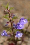 Narrowleaf Skullcap