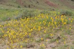 Golden Bee Plant & John Day's Pincushion