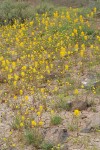 Golden Bee Plant & John Day's Pincushion