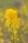 Golden Bee Plant blossoms detail