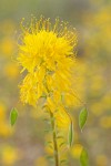 Golden Bee Plant blossoms detail