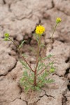 John Day's Pincushion