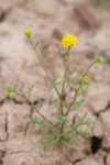 John Day's Pincushion