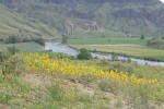 Golden Bee Plant & John Day's Pincushion w/ John Day River bkgnd