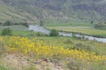 Golden Bee Plant & John Day's Pincushion w/ John Day River bkgnd