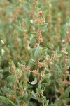 Shadscale (Spiny Saltbush) male blossoms & foliage detail