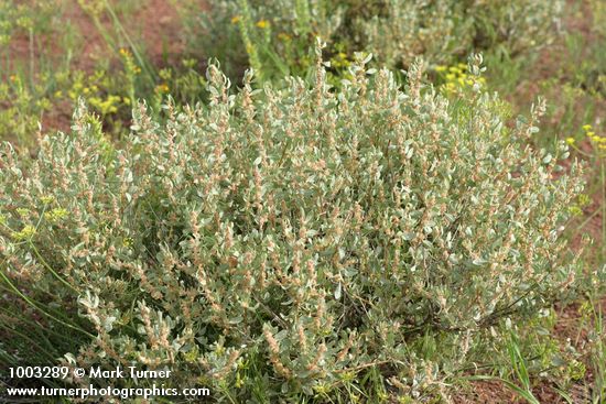 Atriplex confertifolia