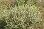 Shadscale (Spiny Saltbush)