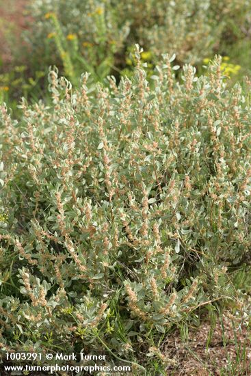 Atriplex confertifolia