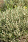 Shadscale (Spiny Saltbush)