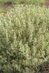 Shadscale (Spiny Saltbush)