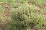 Shadscale (Spiny Saltbush)