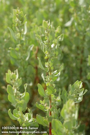 Atriplex confertifolia