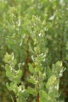 Shadscale (Spiny Saltbush) female blossoms & foliage detail