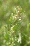 Shadscale (Spiny Saltbush) female blossoms & foliage detail