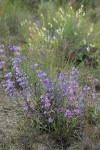 Crested Tongue Penstemon