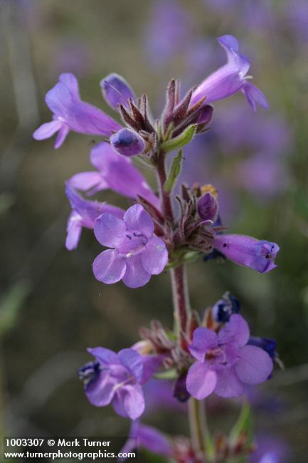 Penstemon eriantherus var. argillosus