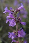 Crested Tongue Penstemon blossoms