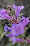 Crested Tongue Penstemon blossoms detail