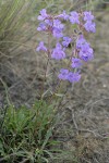 Crested Tongue Penstemon