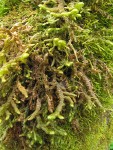 Leafy Liverwort among moss