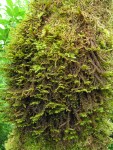 Leafy Liverwort among moss