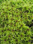 Leucolepis Umbrella Moss